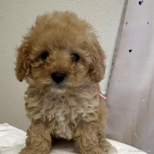 �g�C�v�[�h���̎q���iID:1280711029�j��1���ڂ̎ʐ^/�X�V��:2026-01-12