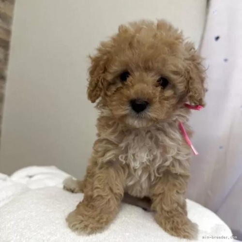 �g�C�v�[�h���̎q���iID:1280711029�j��2���ڂ̎ʐ^/�X�V��:2026-01-12