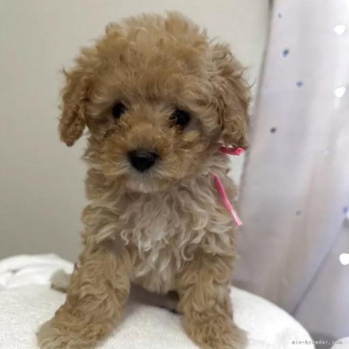 �g�C�v�[�h���̎q���iID:1280711029�j��3���ڂ̎ʐ^/�X�V��:2026-01-12