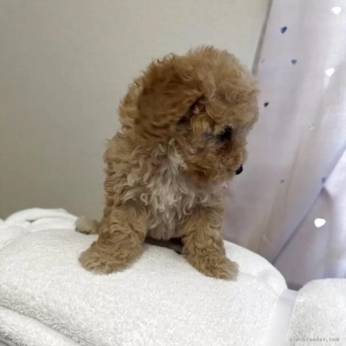 �g�C�v�[�h���̎q���iID:1280711029�j��4���ڂ̎ʐ^/�X�V��:2026-01-12