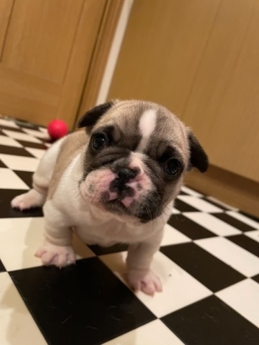 フレンチブルドッグの子犬（ID:1280811016）の1枚目の写真/更新日:2021-12-03