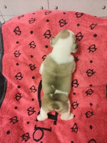 フレンチブルドッグの子犬（ID:1280811023）の2枚目の写真/更新日:2022-05-24