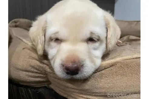 ラブラドールレトリバーの子犬（ID:1282211008）の2枚目の写真/更新日:2023-01-30