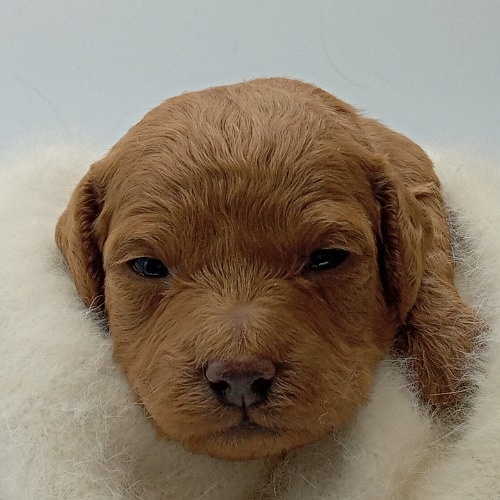 ミニチュアプードルの子犬（ID:1282411001）の1枚目の写真/更新日:2021-11-26
