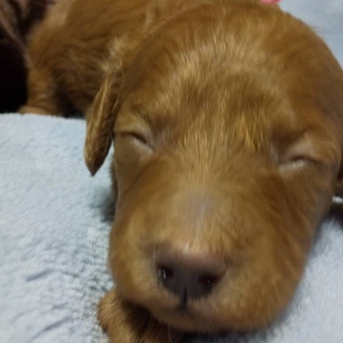 ミニチュアプードルの子犬（ID:1282411002）の0枚目の写真/更新日:2021-11-26