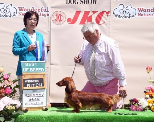 スタンダードダックスフンド(ロング)の子犬(ID:1282911008)の8枚目の写真/更新日:2021-04-23