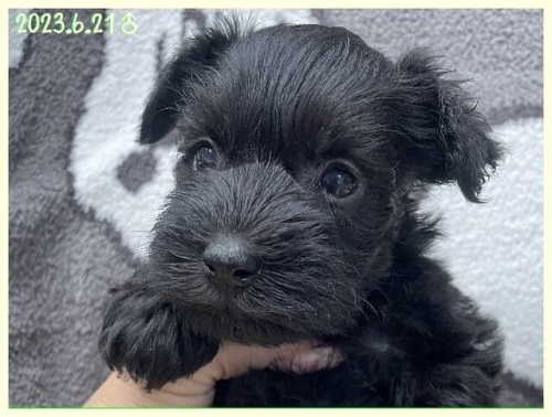 ミニチュアシュナウザーの子犬（ID:1282911038）の1枚目の写真/更新日:2022-03-13