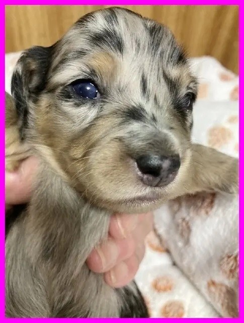 ミニチュアダックスフンド（ロング）の子犬（ID:1282911040）の1枚目の写真/更新日:2022-04-12
