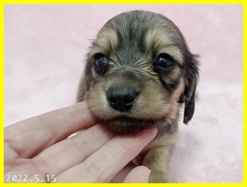 カニンヘンダックスフンド（ロング）の子犬（ID:1282911050）の1枚目の写真/更新日:2022-05-15