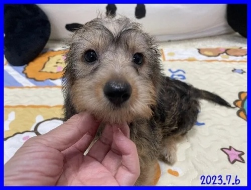 カニンヘンダックスフンド（ワイアー）の子犬（ID:1282911054）の1枚目の写真/更新日:2022-06-08