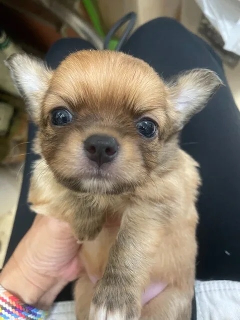 チワワ（ロング）の子犬（ID:1282911064）の1枚目の写真/更新日:2022-08-08
