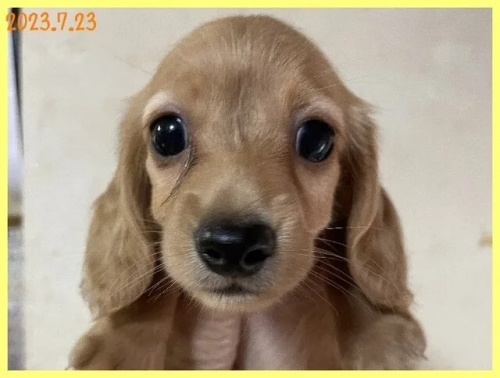カニンヘンダックスフンド（ロング）の子犬（ID:1282911068）の1枚目の写真/更新日:2022-09-18