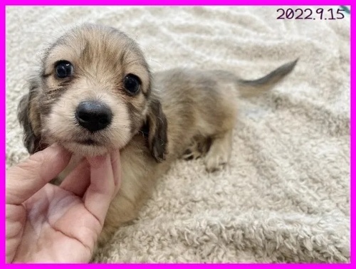 カニンヘンダックスフンド（ロング）の子犬（ID:1282911069）の1枚目の写真/更新日:2022-09-18