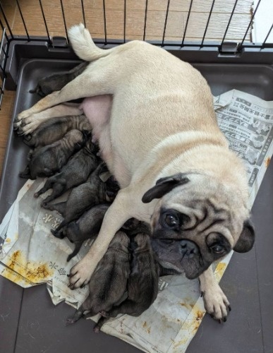 �p�O�̎q���iID:1284211045�j��1���ڂ̎ʐ^/�X�V��:2025-12-27