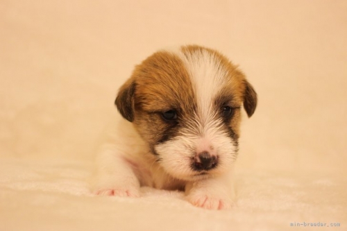 ジャックラッセルテリアの子犬（ID:1284911003）の3枚目の写真/更新日:2023-04-07