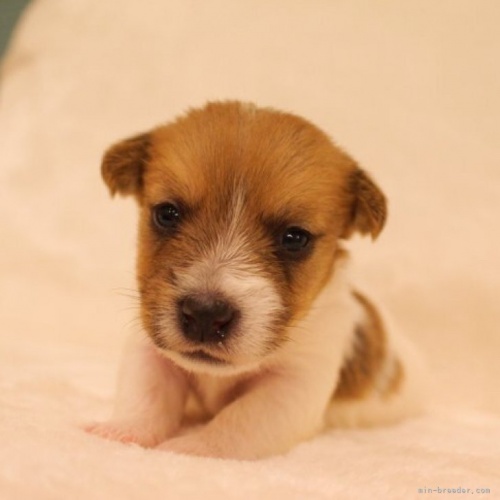 ジャックラッセルテリアの子犬（ID:1284911004）の1枚目の写真/更新日:2023-04-07