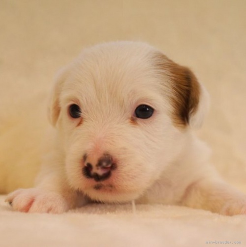 ジャックラッセルテリアの子犬（ID:1284911006）の1枚目の写真/更新日:2023-04-02