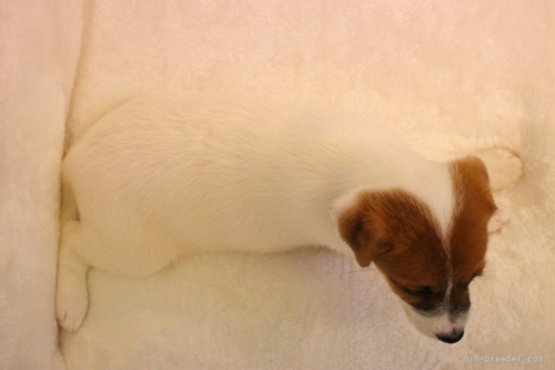 ジャックラッセルテリアの子犬（ID:1284911007）の4枚目の写真/更新日:2023-05-12