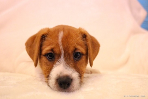 ジャックラッセルテリアの子犬（ID:1284911009）の3枚目の写真/更新日:2023-05-12