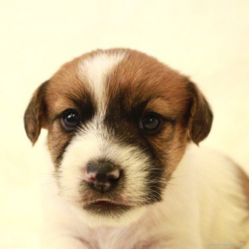 ジャックラッセルテリアの子犬（ID:1284911010）の1枚目の写真/更新日:2023-11-09
