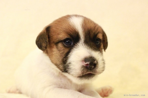 ジャックラッセルテリアの子犬（ID:1284911010）の2枚目の写真/更新日:2023-11-09