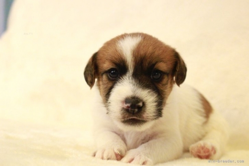 ジャックラッセルテリアの子犬（ID:1284911010）の3枚目の写真/更新日:2023-11-09