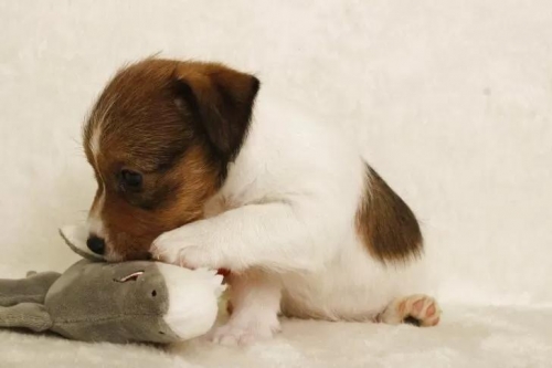 �W���b�N���b�Z���e���A�̎q���iID:1284911010�j��6���ڂ̎ʐ^/�X�V��:2026-01-16