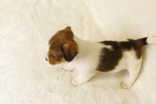 �W���b�N���b�Z���e���A�̎q���iID:1284911010�j��7���ڂ̎ʐ^/�X�V��:2026-01-16