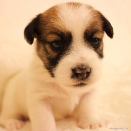 ジャックラッセルテリアの子犬（ID:1284911012）の1枚目の写真/更新日:2022-12-17