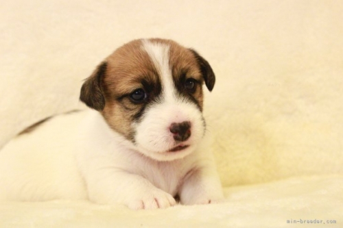 ジャックラッセルテリアの子犬（ID:1284911013）の3枚目の写真/更新日:2022-12-17
