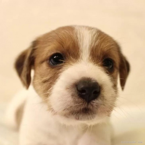 ジャックラッセルテリアの子犬（ID:1284911014）の1枚目の写真/更新日:2023-01-09