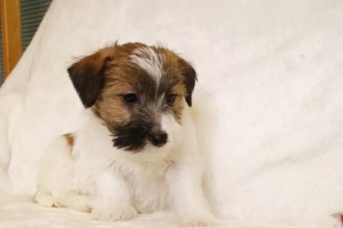 �W���b�N���b�Z���e���A�̎q���iID:1284911014�j��6���ڂ̎ʐ^/�X�V��:2026-01-16