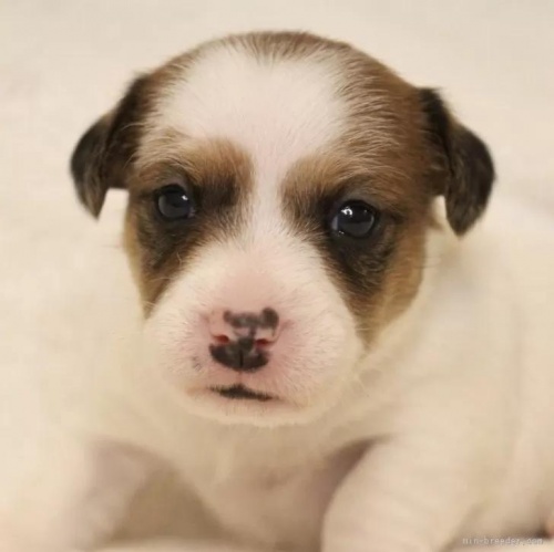ジャックラッセルテリアの子犬（ID:1284911018）の1枚目の写真/更新日:2022-12-17