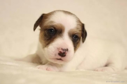 ジャックラッセルテリアの子犬（ID:1284911018）の2枚目の写真/更新日:2022-12-17