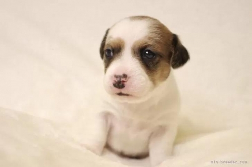 ジャックラッセルテリアの子犬（ID:1284911018）の3枚目の写真/更新日:2022-12-17