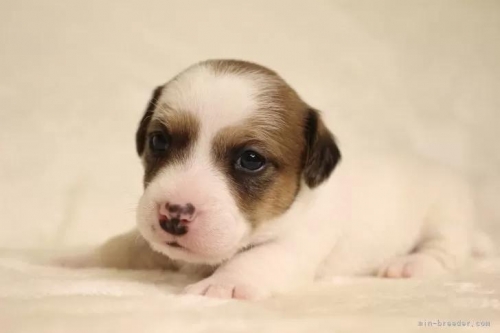 ジャックラッセルテリアの子犬（ID:1284911018）の5枚目の写真/更新日:2022-12-17