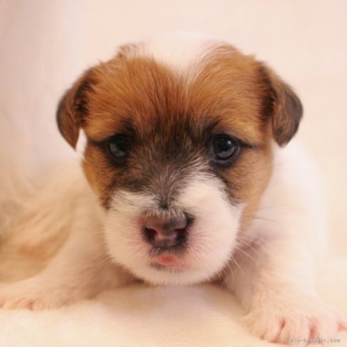 ジャックラッセルテリアの子犬（ID:1284911019）の1枚目の写真/更新日:2023-04-02
