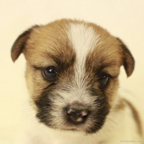 ジャックラッセルテリアの子犬（ID:1284911023）の1枚目の写真/更新日:2023-10-14