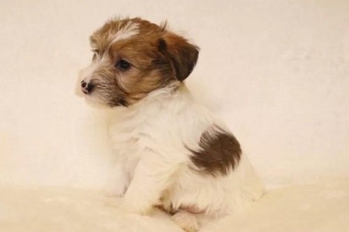 �W���b�N���b�Z���e���A�̎q���iID:1284911023�j��6���ڂ̎ʐ^/�X�V��:2026-01-16