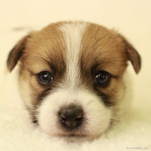 ジャックラッセルテリアの子犬（ID:1284911025）の1枚目の写真/更新日:2023-10-14