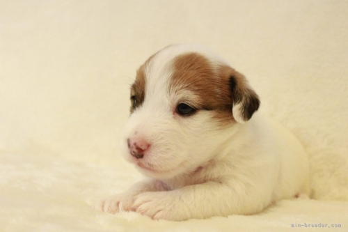 ジャックラッセルテリアの子犬（ID:1284911026）の3枚目の写真/更新日:2023-11-09