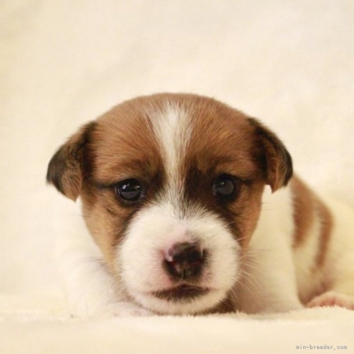 ジャックラッセルテリアの子犬（ID:1284911027）の1枚目の写真/更新日:2023-11-09