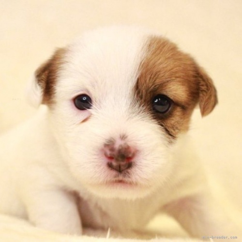 ジャックラッセルテリアの子犬（ID:1284911028）の1枚目の写真/更新日:2023-11-09