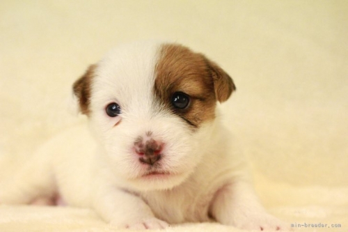 ジャックラッセルテリアの子犬（ID:1284911028）の2枚目の写真/更新日:2023-11-09