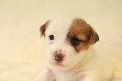ジャックラッセルテリアの子犬（ID:1284911028）の3枚目の写真/更新日:2023-11-09