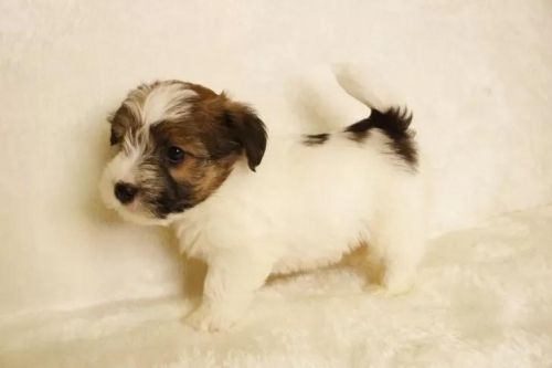 �W���b�N���b�Z���e���A�̎q���iID:1284911029�j��6���ڂ̎ʐ^/�X�V��:2026-01-16