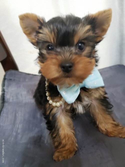 トイプードル ミックス ミニチュアダックスフンド ヨークシャーテリア のブリーダー 京都府 佐川志津ブリーダー詳細ページ