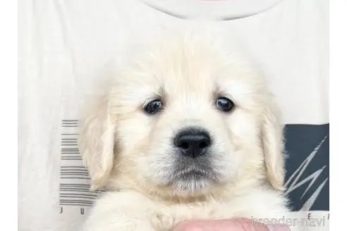 ゴールデンレトリバーの子犬（ID:1285411001）の1枚目の写真/更新日:2023-05-24