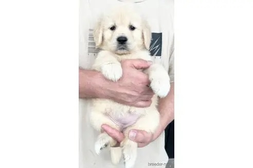 ゴールデンレトリバーの子犬（ID:1285411001）の2枚目の写真/更新日:2022-05-20