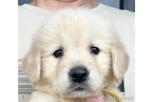 ゴールデンレトリバーの子犬（ID:1285411002）の1枚目の写真/更新日:2022-05-20